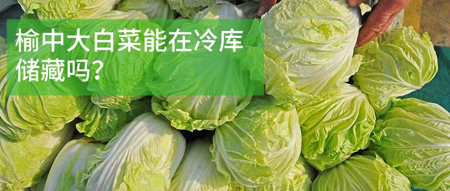 榆中大白菜冷庫儲藏