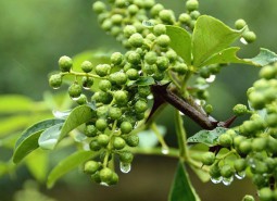 甘肅天水麥積鮮花椒2400平米冷庫設(shè)計安裝工程建造方案