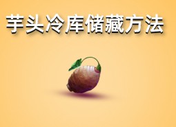 芋頭冷庫儲藏方法介紹，學會這招保鮮半年以上！-萬能制冷